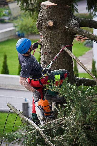 Best Lawn Watering Services  in Faribault, MN